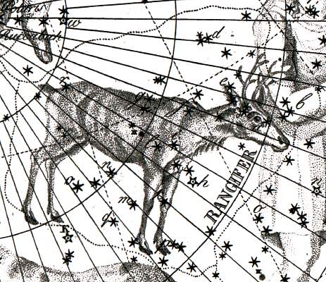Constellation of Tarandus vel Rangifer in Bode's Uranographia (1801)